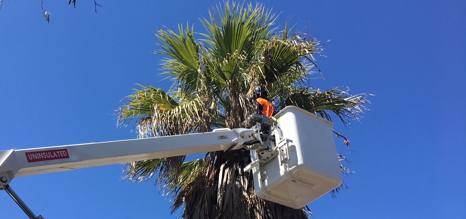 poda palmeras en Cambrils